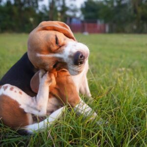 Flea+Tick